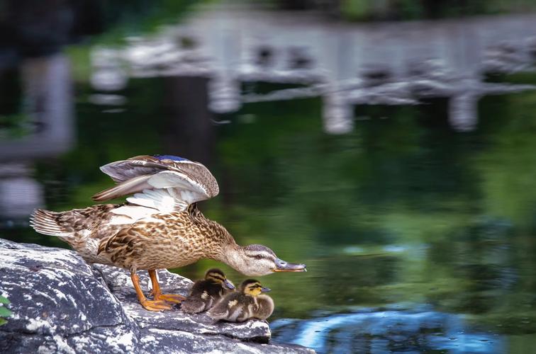救出鸭妈妈手游下载_救出鸭妈妈官网下载_手机安卓苹果app