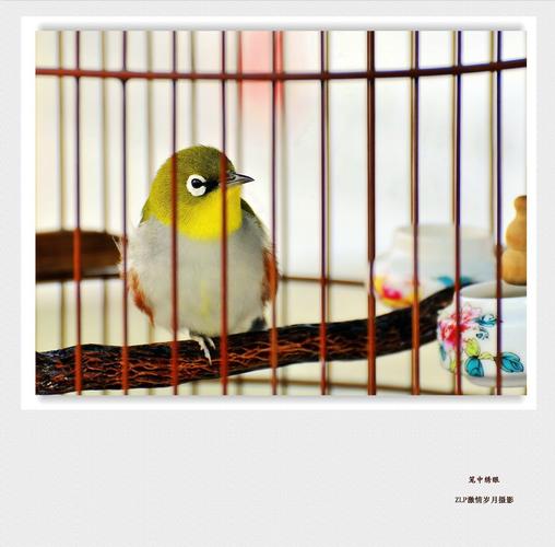 救出笼中小鸟游戏下载_救出笼中小鸟官网下载_手机安卓苹果app