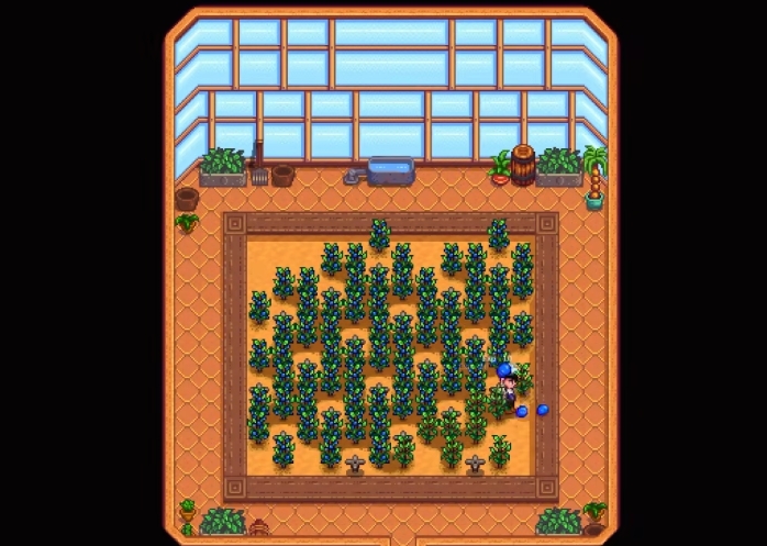 星露谷物语夏天种什么 星露谷物语夏天种什么