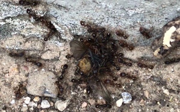 黑苍蝇最全游戏攻略解说_黑苍蝇最新游戏技巧通关