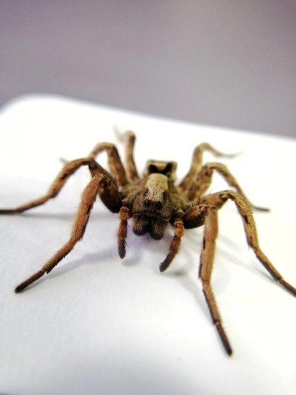 黑腹狼蛛最全游戏攻略解说_黑腹狼蛛最新游戏技巧通关