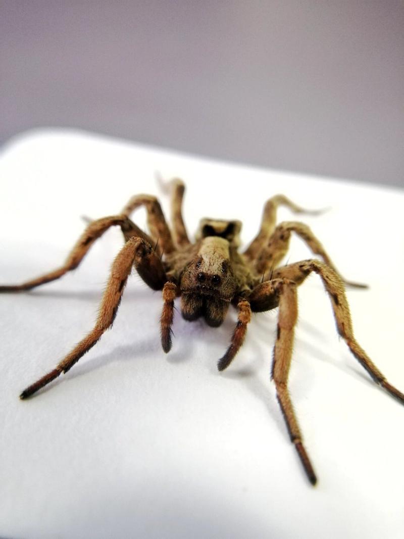 黑腹狼蛛最全游戏攻略解说_黑腹狼蛛最新游戏技巧通关