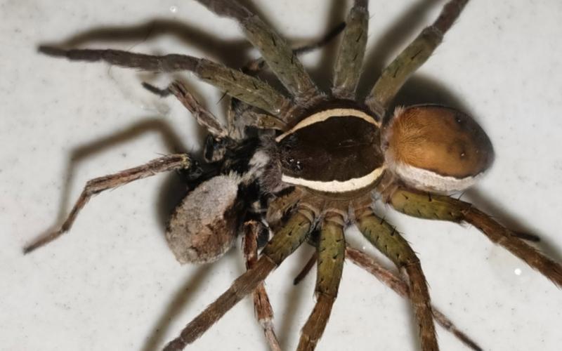 黑腹狼蛛最全游戏攻略解说_黑腹狼蛛最新游戏技巧通关