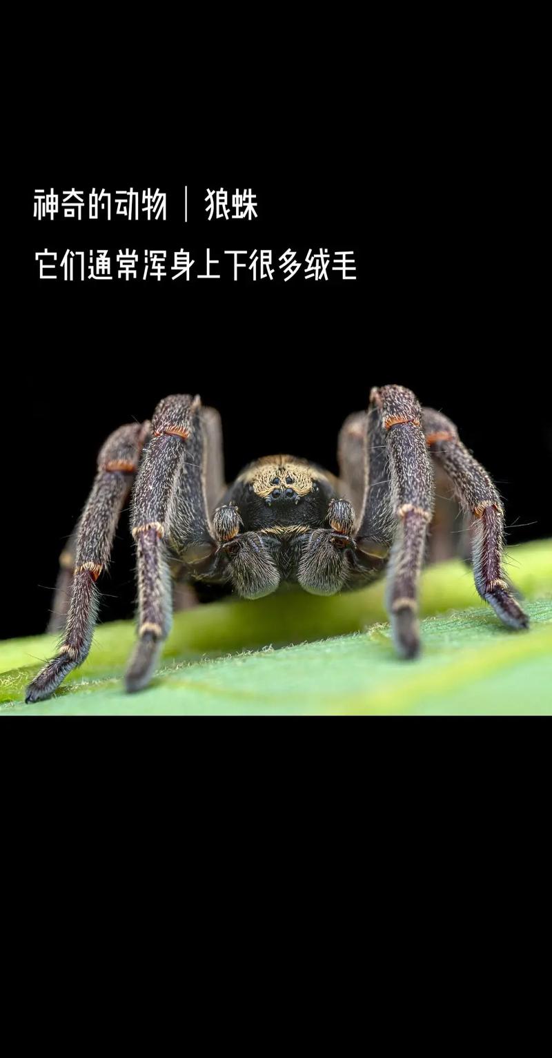 黑腹狼蛛最全游戏攻略解说_黑腹狼蛛最新游戏技巧通关