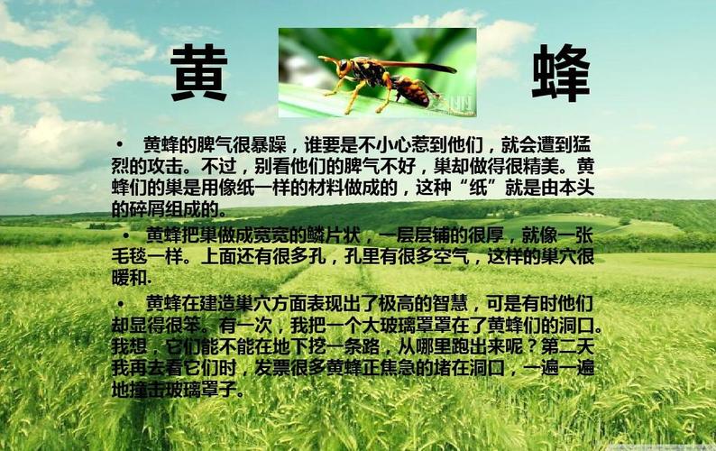 黄蜂后游戏攻略全解析_黄蜂后最新通关技巧