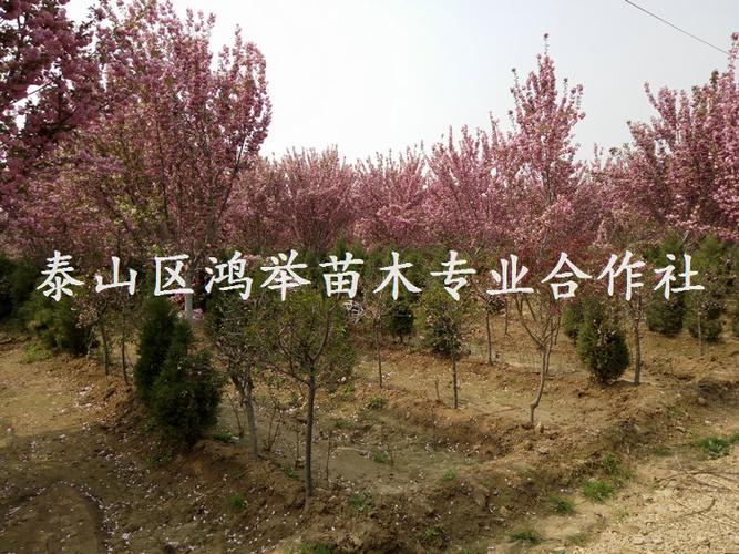 鸿举游戏全攻略_鸿举最新技巧通关秘籍