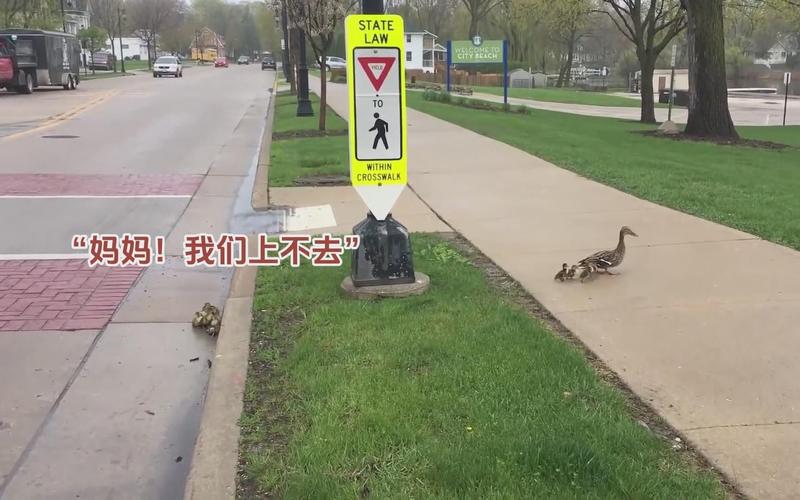 鸭子过马路最全游戏攻略解说_鸭子过马路最新游戏技巧通关