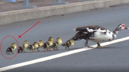 鸭子过马路最全游戏攻略解说_鸭子过马路最新游戏技巧通关