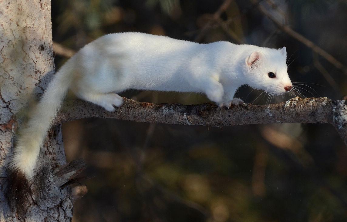 黄毛貂鼠最全游戏攻略解说_黄毛貂鼠最新游戏技巧通关