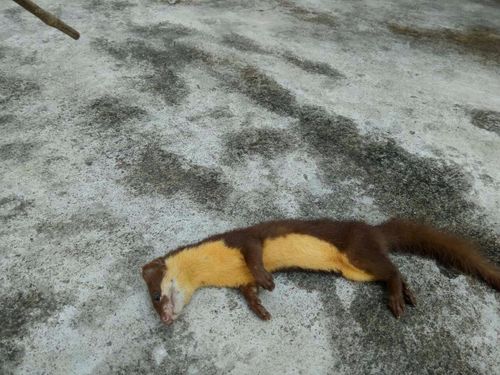 黄毛貂鼠最全游戏攻略解说_黄毛貂鼠最新游戏技巧通关