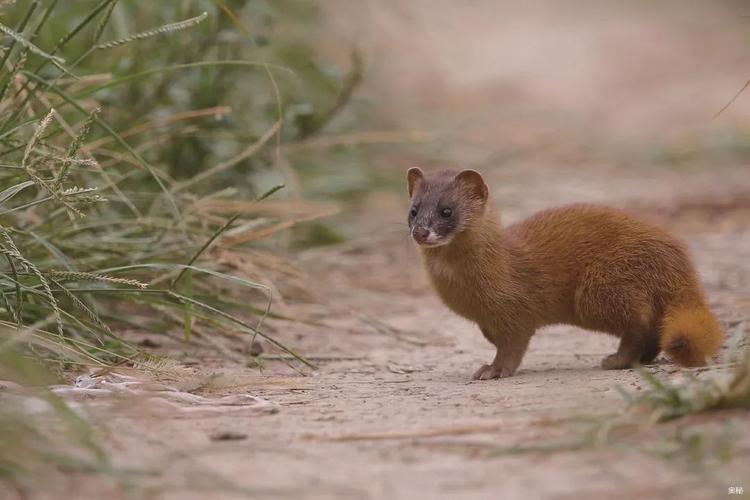 黄毛貂鼠最全游戏攻略解说_黄毛貂鼠最新游戏技巧通关