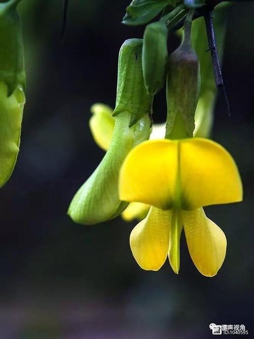 黄棘最全游戏攻略解说_黄棘最新游戏技巧通关