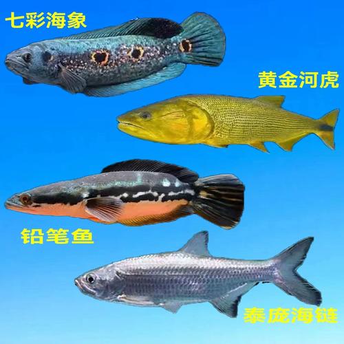 麻哈脂鲤最全游戏攻略解说_麻哈脂鲤最新游戏技巧通关