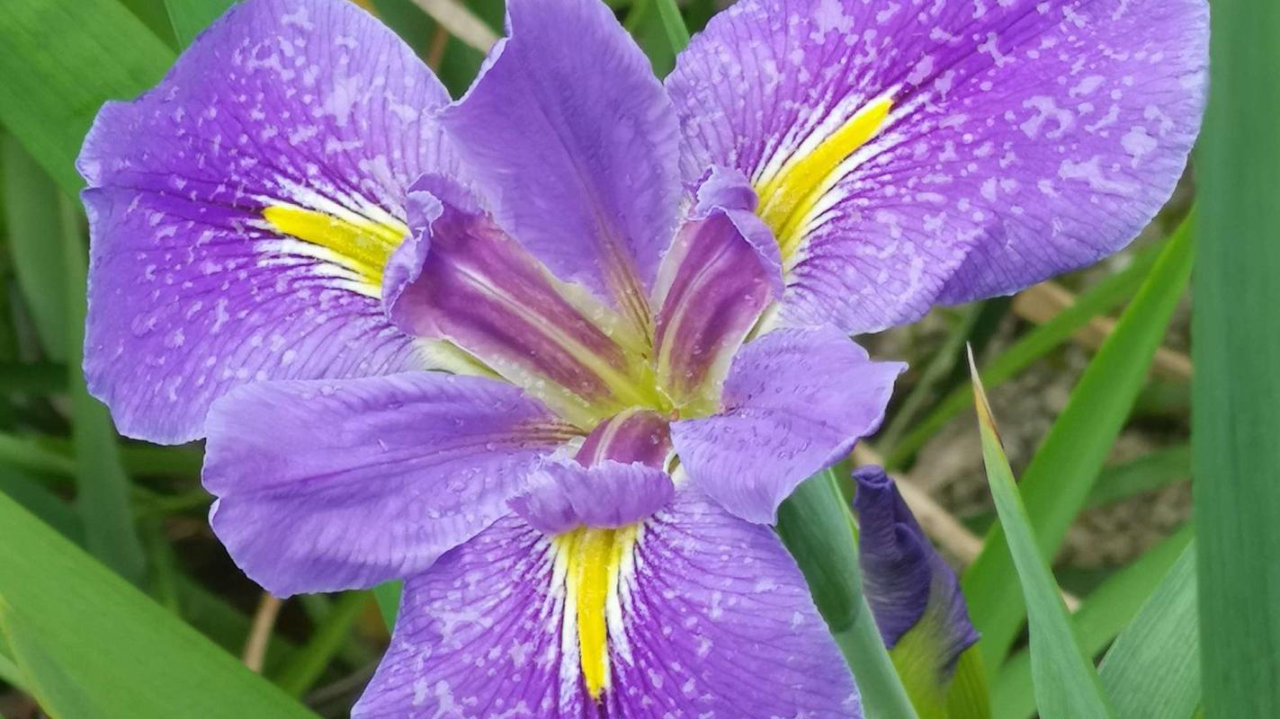 鸢尾蓝最全游戏攻略解说_鸢尾蓝最新游戏技巧通关