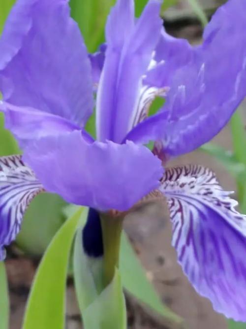 鸢尾蓝最全游戏攻略解说_鸢尾蓝最新游戏技巧通关