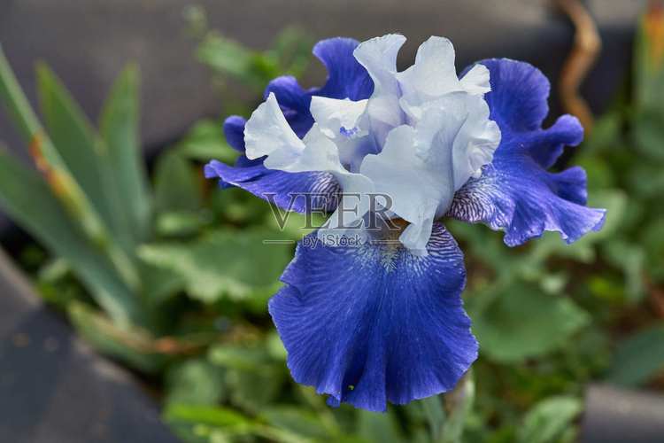 鸢尾蓝最全游戏攻略解说_鸢尾蓝最新游戏技巧通关