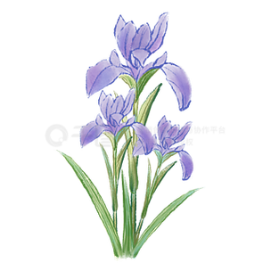 鸢尾紫最全游戏攻略解说_鸢尾紫最新游戏技巧通关