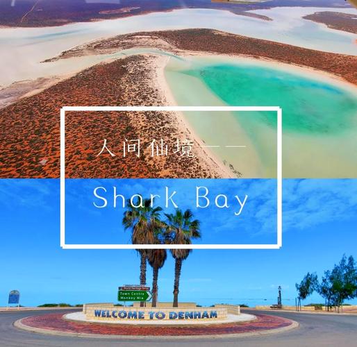 鲨鱼湾最全游戏攻略解说_鲨鱼湾最新游戏技巧通关