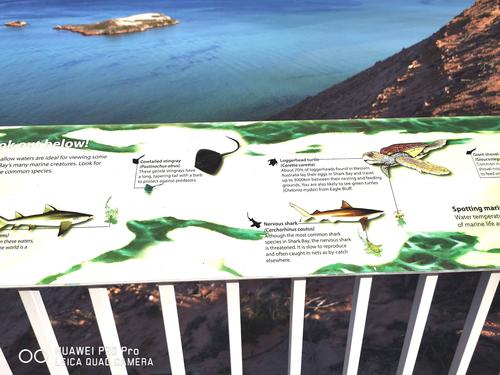 鲨鱼湾最全游戏攻略解说_鲨鱼湾最新游戏技巧通关