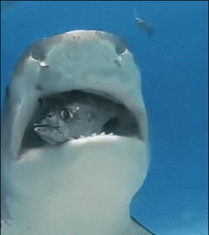 鲨鱼吃小鱼最全游戏攻略解说_鲨鱼吃小鱼最新游戏技巧通关