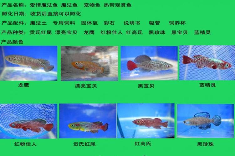 魔法鱼最全游戏攻略解说_魔法鱼最新游戏技巧通关