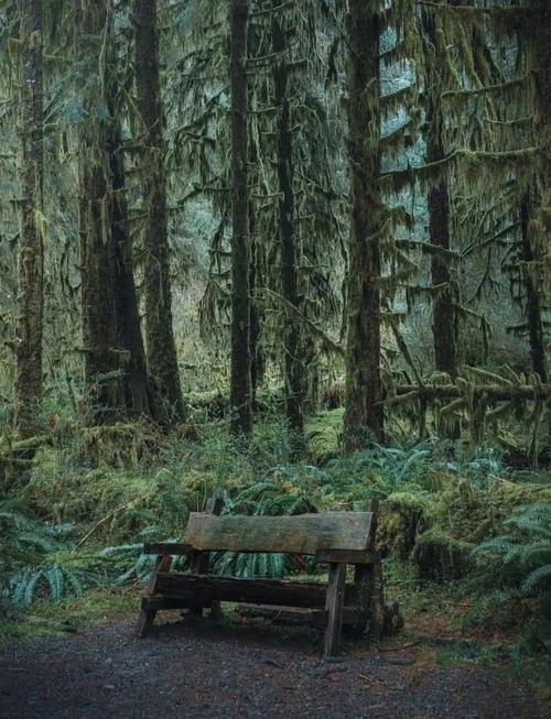 魔法森林全流程攻略_魔法森林隐藏要素探索