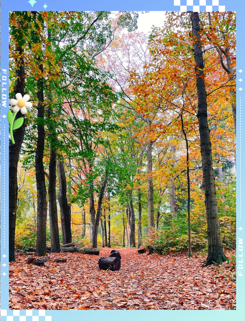 魔法森林全流程攻略_魔法森林隐藏要素探索