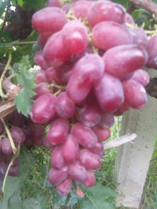 魏克最全游戏攻略解说_魏克最新游戏技巧通关