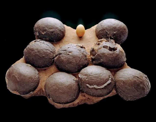 恐龙蛋消消看手游下载_恐龙蛋消消看官网下载_手机安卓苹果app