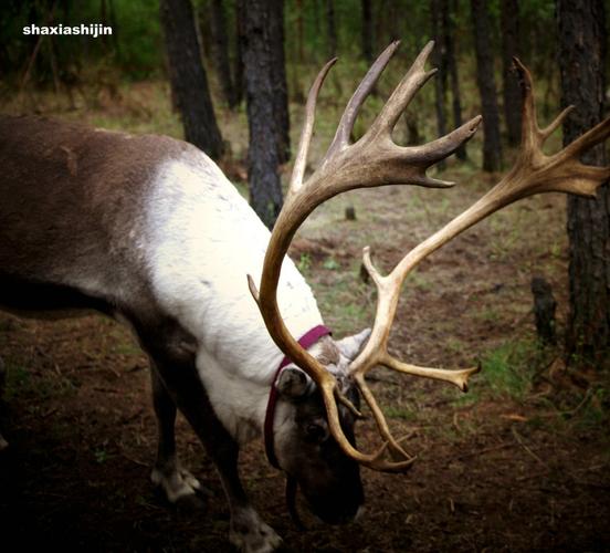 驯鹿角最全游戏攻略解说_驯鹿角最新游戏技巧通关
