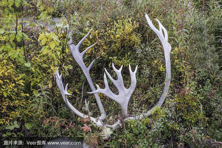 驯鹿角最全游戏攻略解说_驯鹿角最新游戏技巧通关