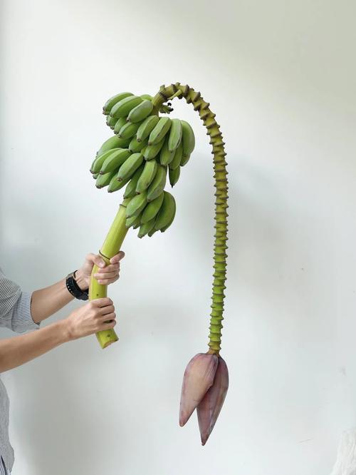 香蕉你个芭乐最全游戏攻略解说_香蕉你个芭乐最新游戏技巧通关