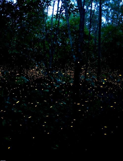 饥荒萤火虫全方面攻略解析_萤火虫游戏最新技巧快速通关