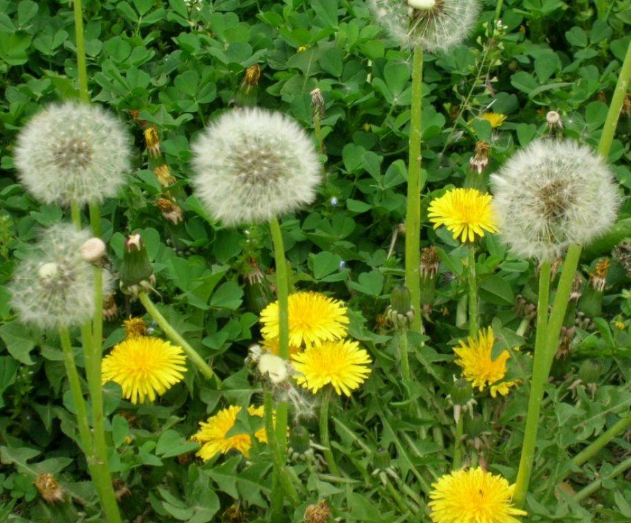飞舞的蒲公英最全游戏攻略解说_飞舞的蒲公英最新游戏技巧通关