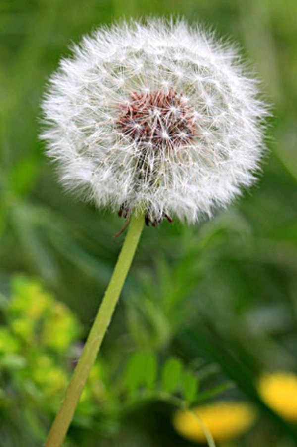 飞舞的蒲公英最全游戏攻略解说_飞舞的蒲公英最新游戏技巧通关