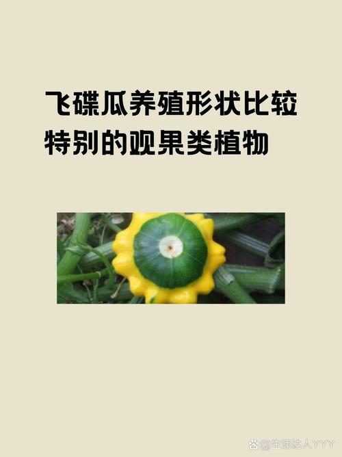 飞碟瓜最全游戏攻略解说_飞碟瓜最新游戏技巧通关