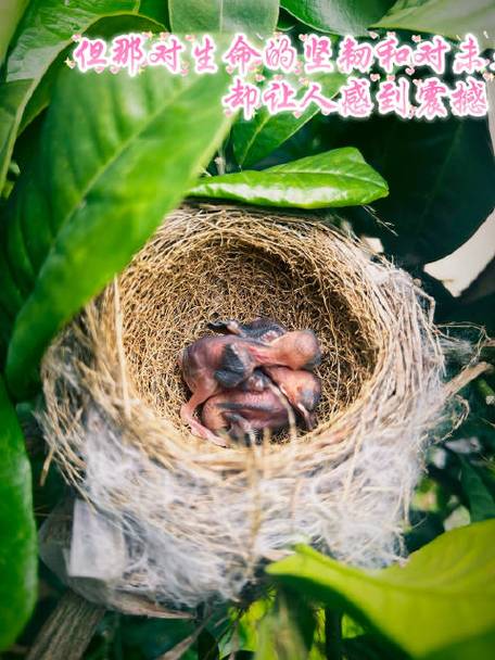 飞弧最全游戏攻略解说_飞弧最新游戏技巧通关