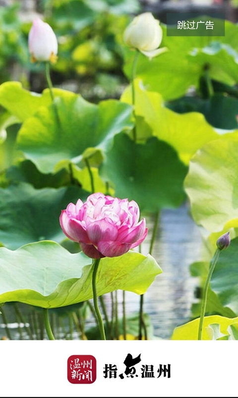 温州新闻手机版下载_温州新闻安卓版下载