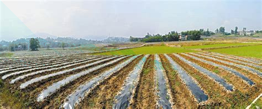 四川观察手机版下载