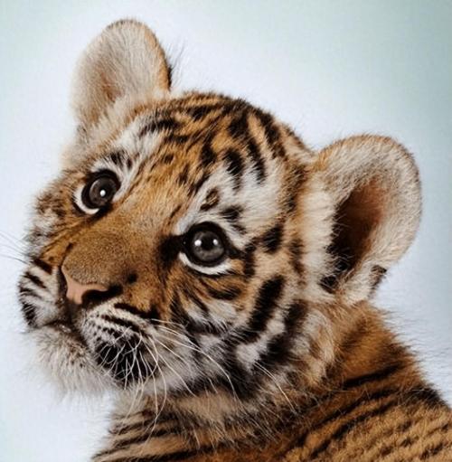 幼虎救援行动手游下载_幼虎救援行动官网下载_手机安卓苹果app