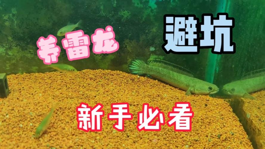 雷龙吃什么最全游戏攻略解说_雷龙吃什么最新游戏技巧通关