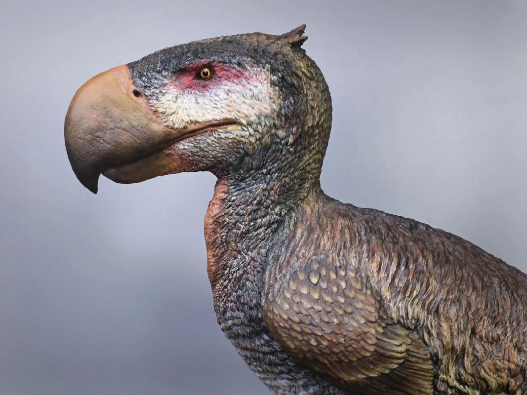 雷鸣鸟游戏攻略全解析_雷鸣鸟最新技巧助通关