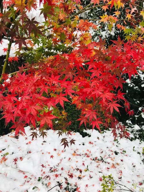 雪鹄最全游戏攻略解说_雪鹄最新游戏技巧通关