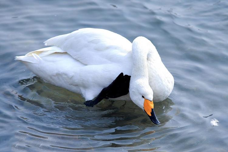 雪鹄最全游戏攻略解说_雪鹄最新游戏技巧通关