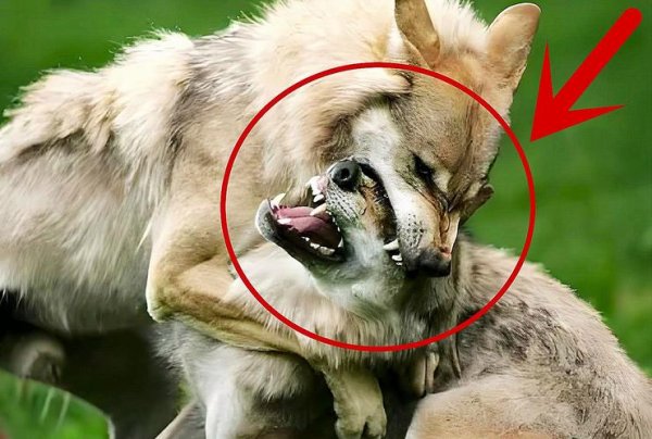 雪狼王最全游戏攻略解说_雪狼王最新游戏技巧通关