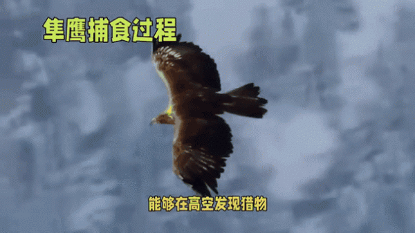 隼鹰最全游戏攻略解说_隼鹰最新游戏技巧通关