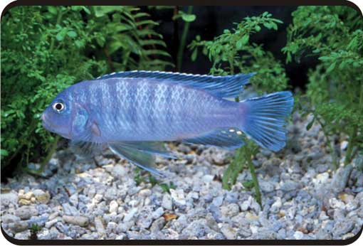 闪电鱼最全游戏攻略解说_闪电鱼最新游戏技巧通关