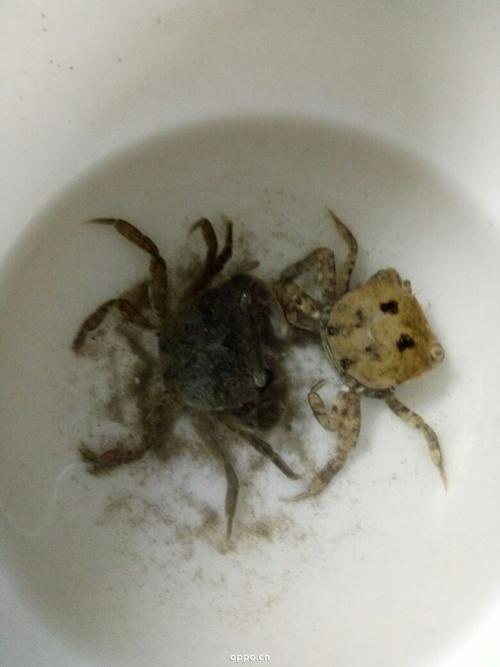 小螃蟹回家手游下载_小螃蟹回家官网下载_手机安卓苹果app