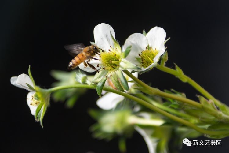 小蜜蜂采蜜忙手游下载_小蜜蜂采蜜忙官网下载_手机安卓苹果app