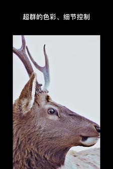 泼辣手机版下载_泼辣安卓版下载